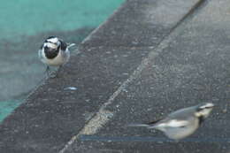 Image of Pied Wagtail and White Wagtail