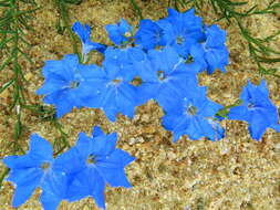 Image of Blue Lechenaultia