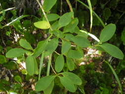 Image of Coprosma foetidissima J. R. Forst. & G. Forst.