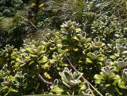 Image of Brachyglottis bidwillii (Hook. fil.) B. Nord.