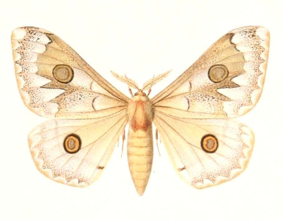 Image of Usta angulata Rothschild 1895