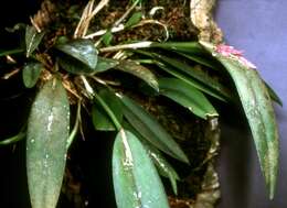 Image of hairy bonnet orchid