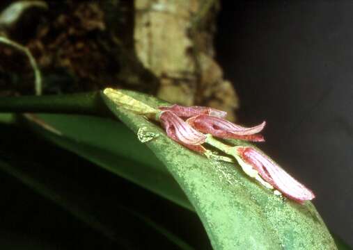 Image of hairy bonnet orchid