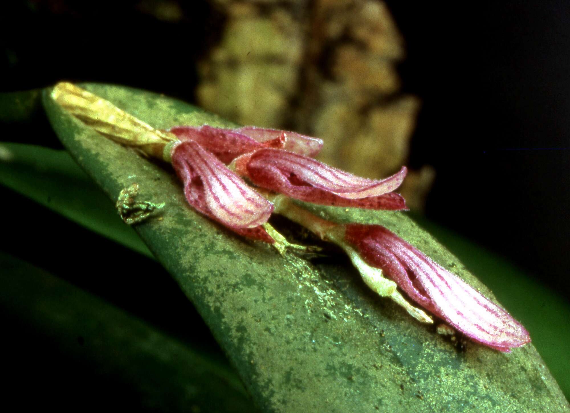 Image of hairy bonnet orchid