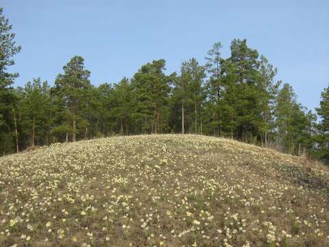 Image of Scotch Pine