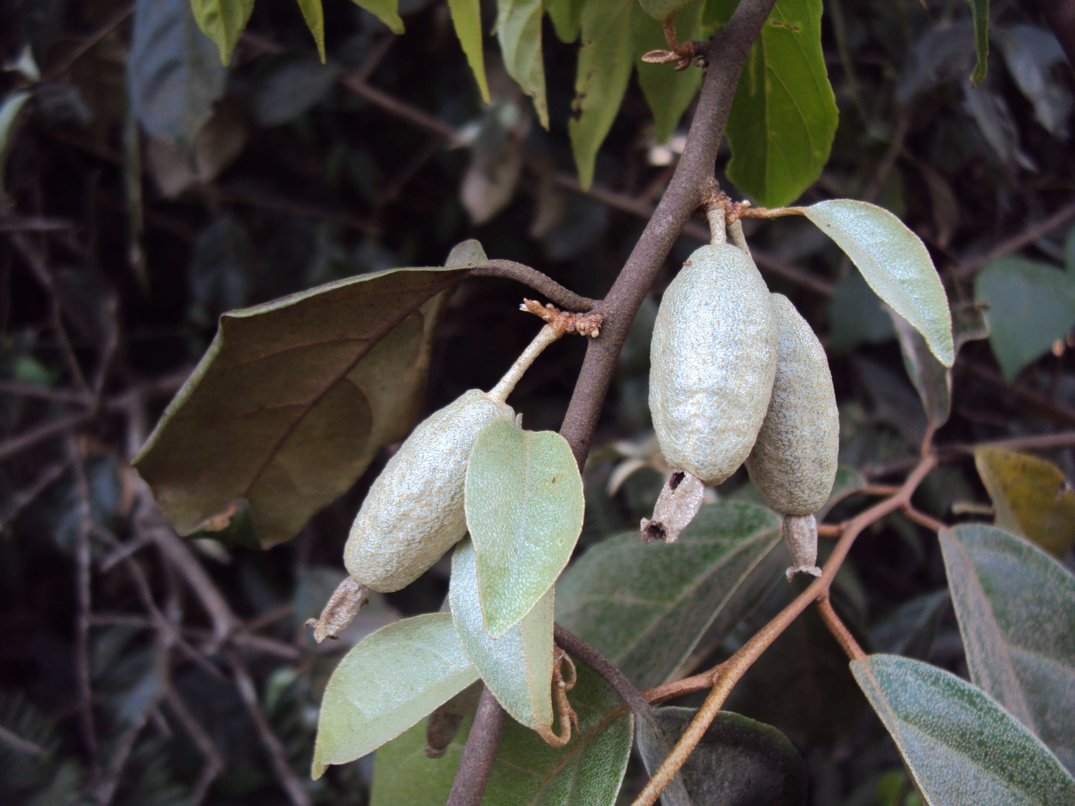 Image of Elaeagnus conferta Roxb.