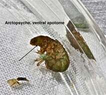 Image of Arctopsychidae