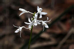 Image of Blotched Hyacinth-orchid