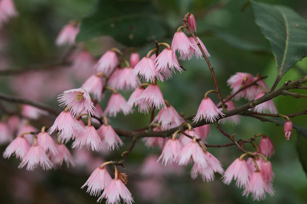 Image of Elaeocarpus reticulatus Sm.