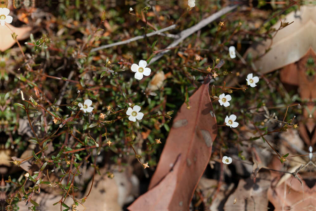 Plancia ëd Mitrasacme polymorpha R. Br.