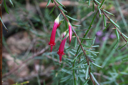 Image of Styphelia tubiflora Sm.