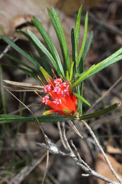 Image of Lambertia formosa Sm.