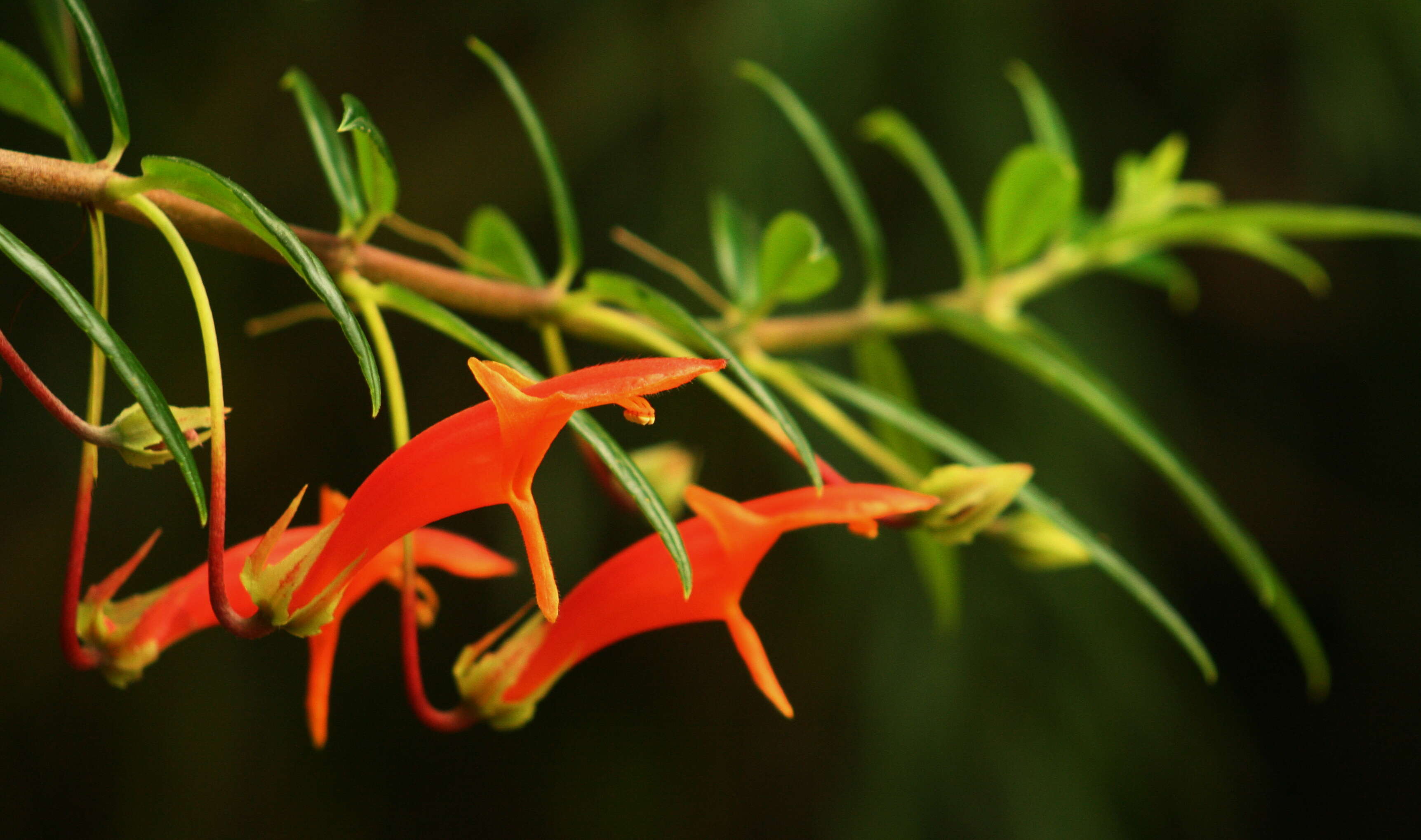 Columnea glabra Oerst.的圖片