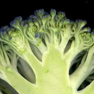 Image of sprouting broccoli