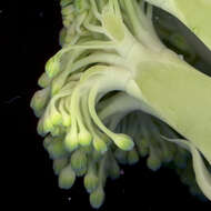 Image of sprouting broccoli