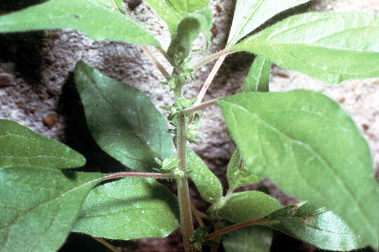 Image of Pennsylvania pellitory