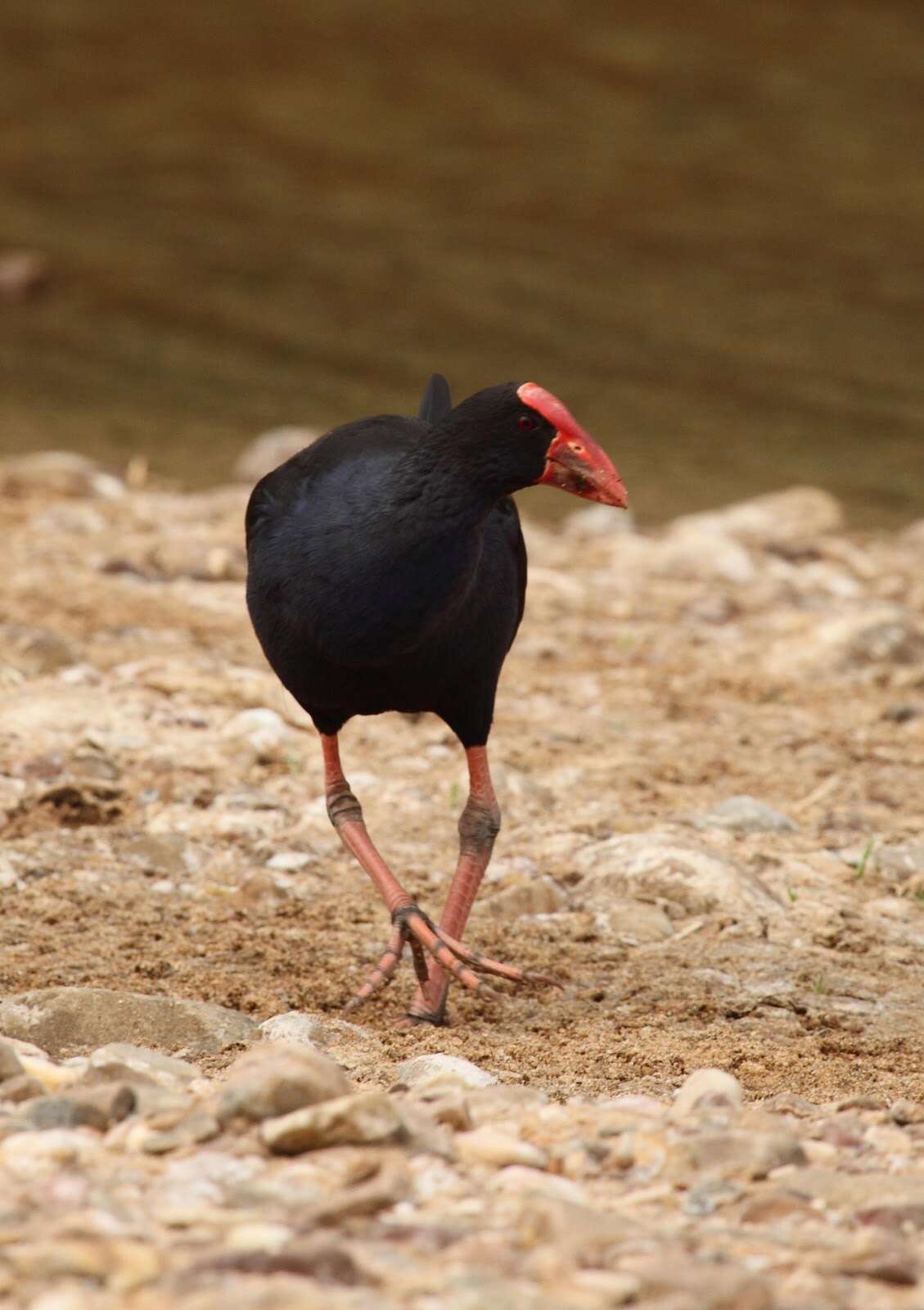 Image of Australasian Swamphen