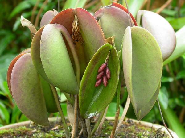 Image of Acianthera prolifera (Herb. ex Lindl.) Pridgeon & M. W. Chase