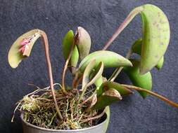 Image of Acianthera prolifera (Herb. ex Lindl.) Pridgeon & M. W. Chase