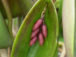 Image of Acianthera prolifera (Herb. ex Lindl.) Pridgeon & M. W. Chase