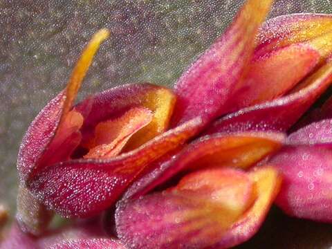 Image of Acianthera prolifera (Herb. ex Lindl.) Pridgeon & M. W. Chase