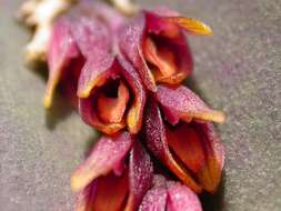 Image of Acianthera prolifera (Herb. ex Lindl.) Pridgeon & M. W. Chase