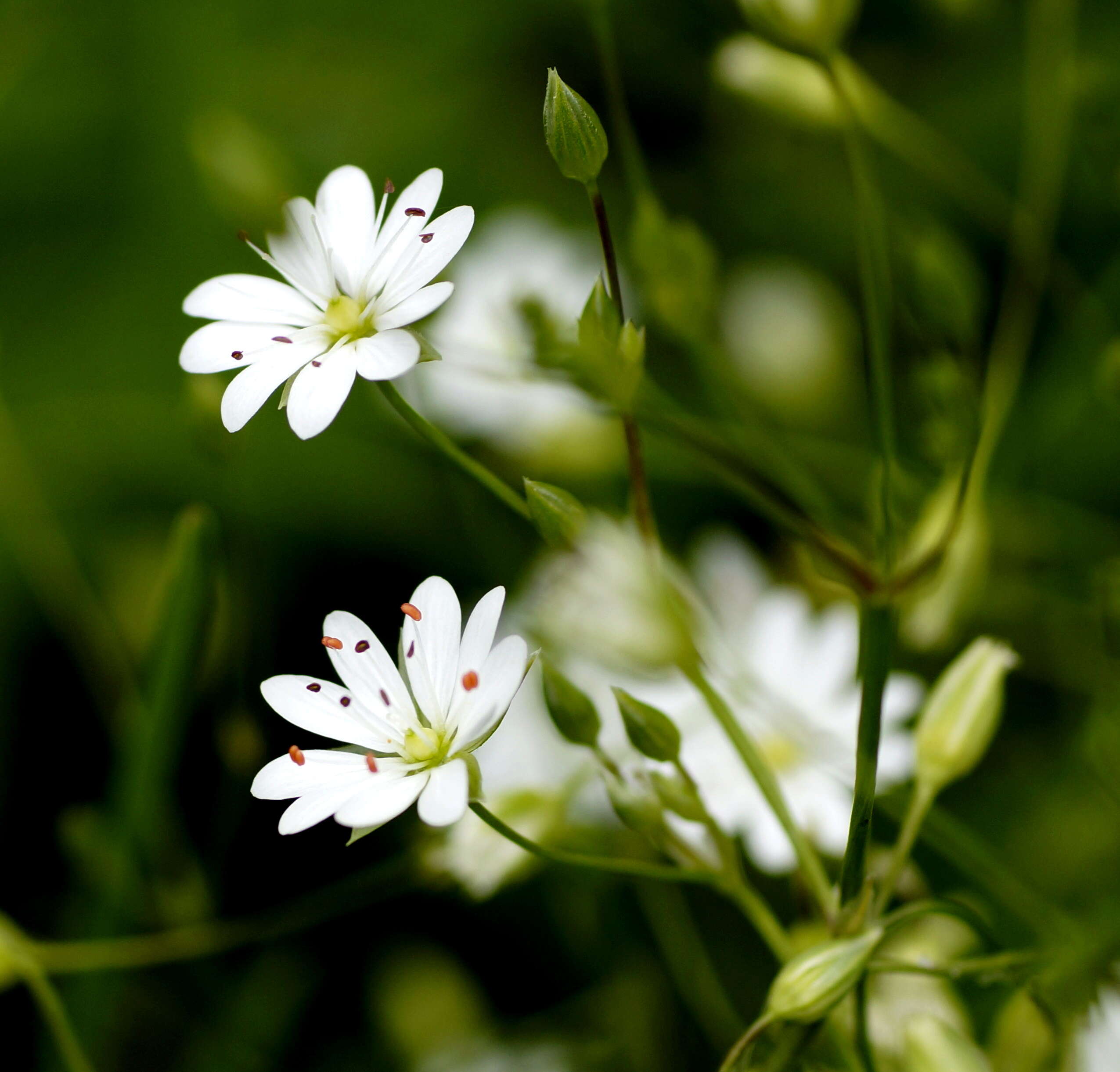 Imagem de Stellaria graminea L.