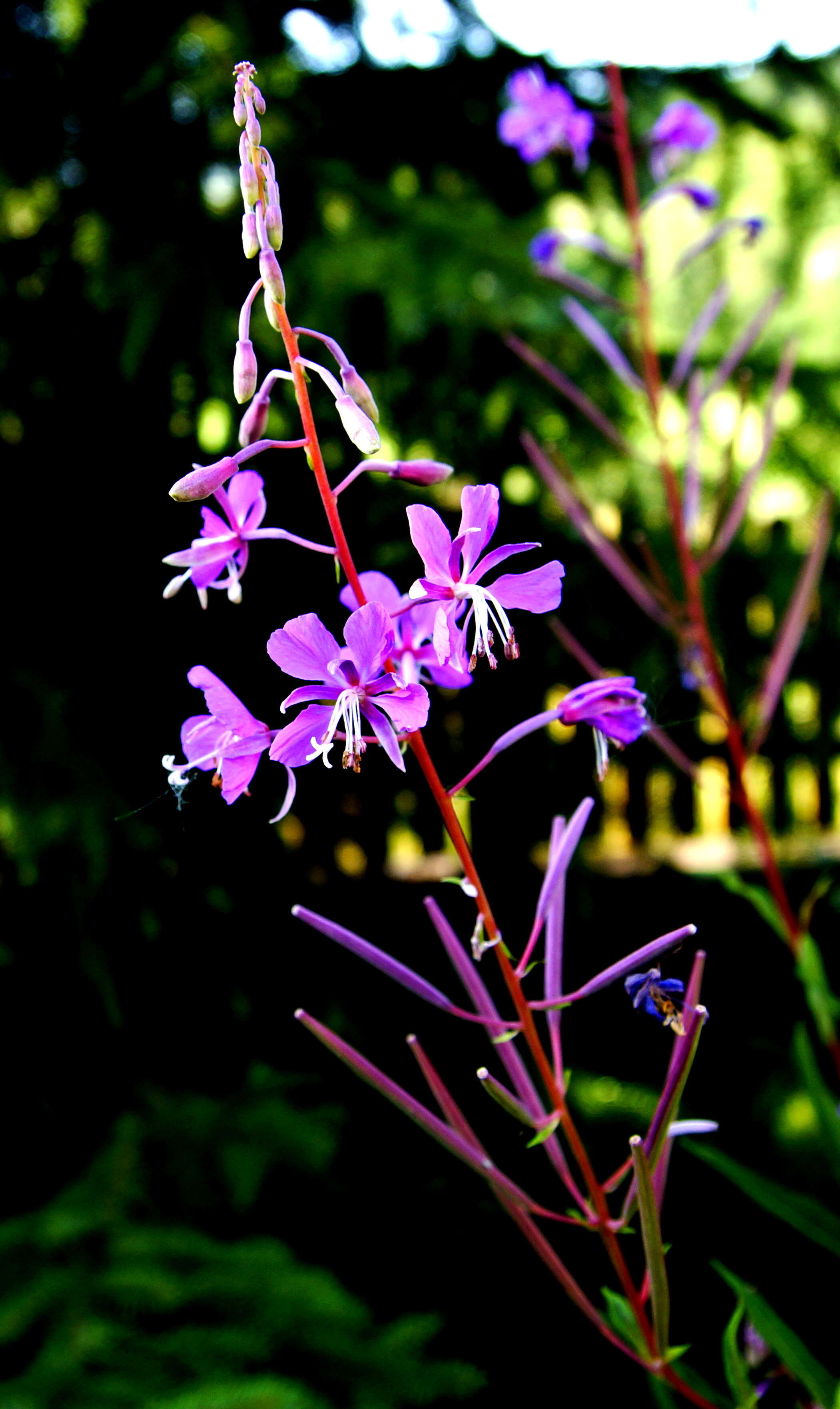 Image of Narrow-Leaf Fireweed