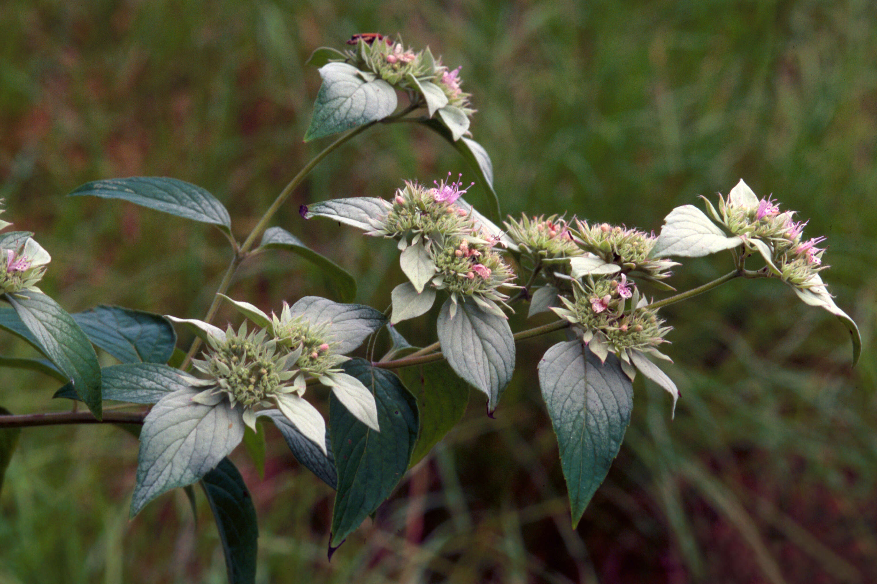 Image of hoary mountainmint