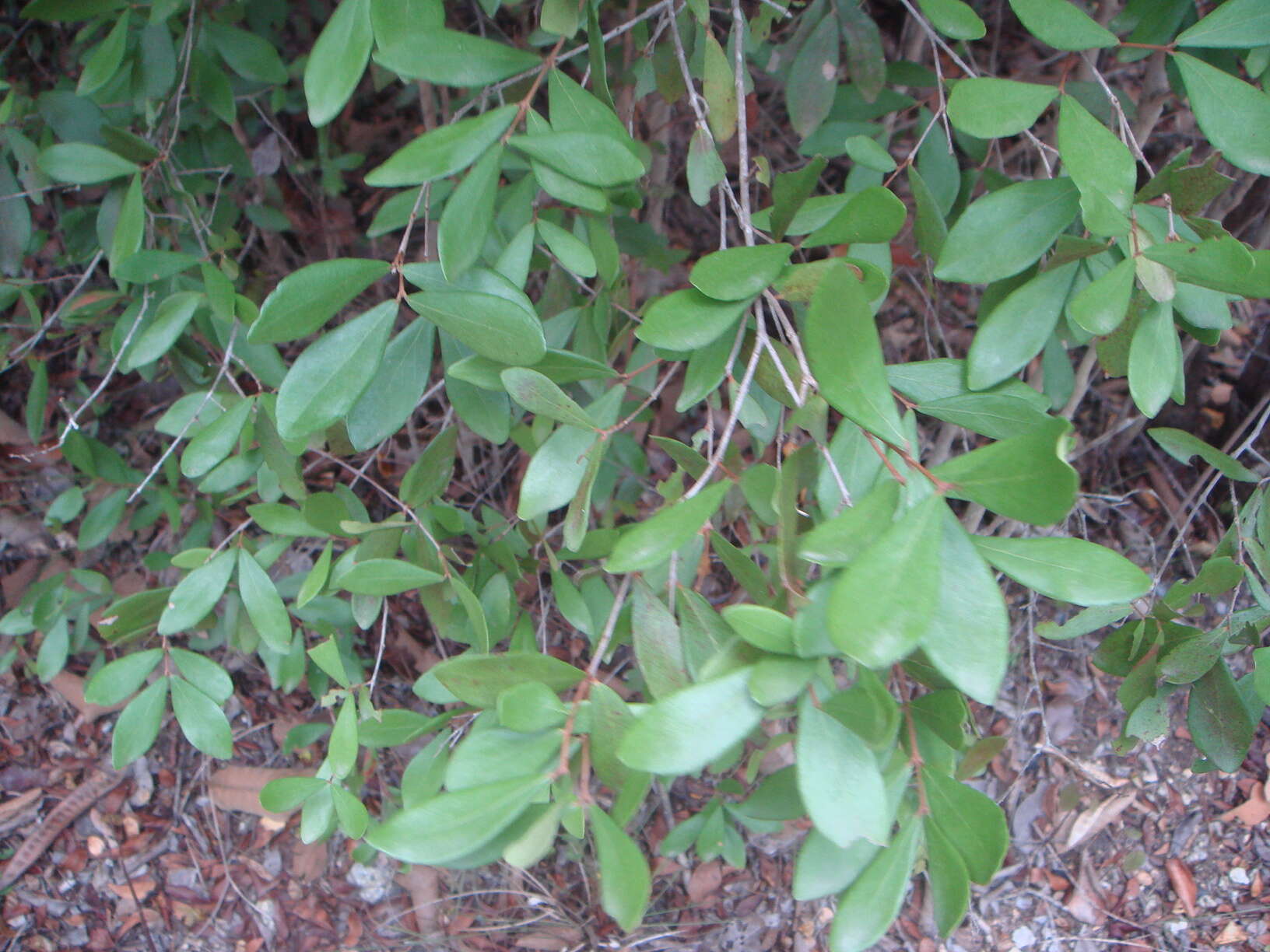 Image of boxleaf stopper