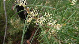 Image of pincushion tree