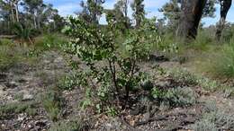 Image of Hakea prostrata R. Br.