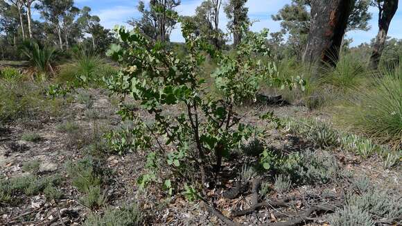 Image de Hakea prostrata R. Br.