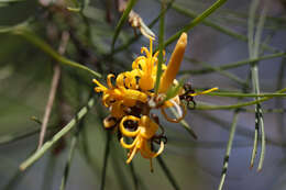 Imagem de Persoonia juniperina Labill.