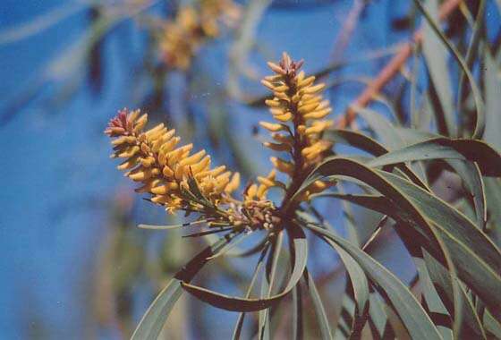 Plancia ëd Persoonia falcata R. Br.