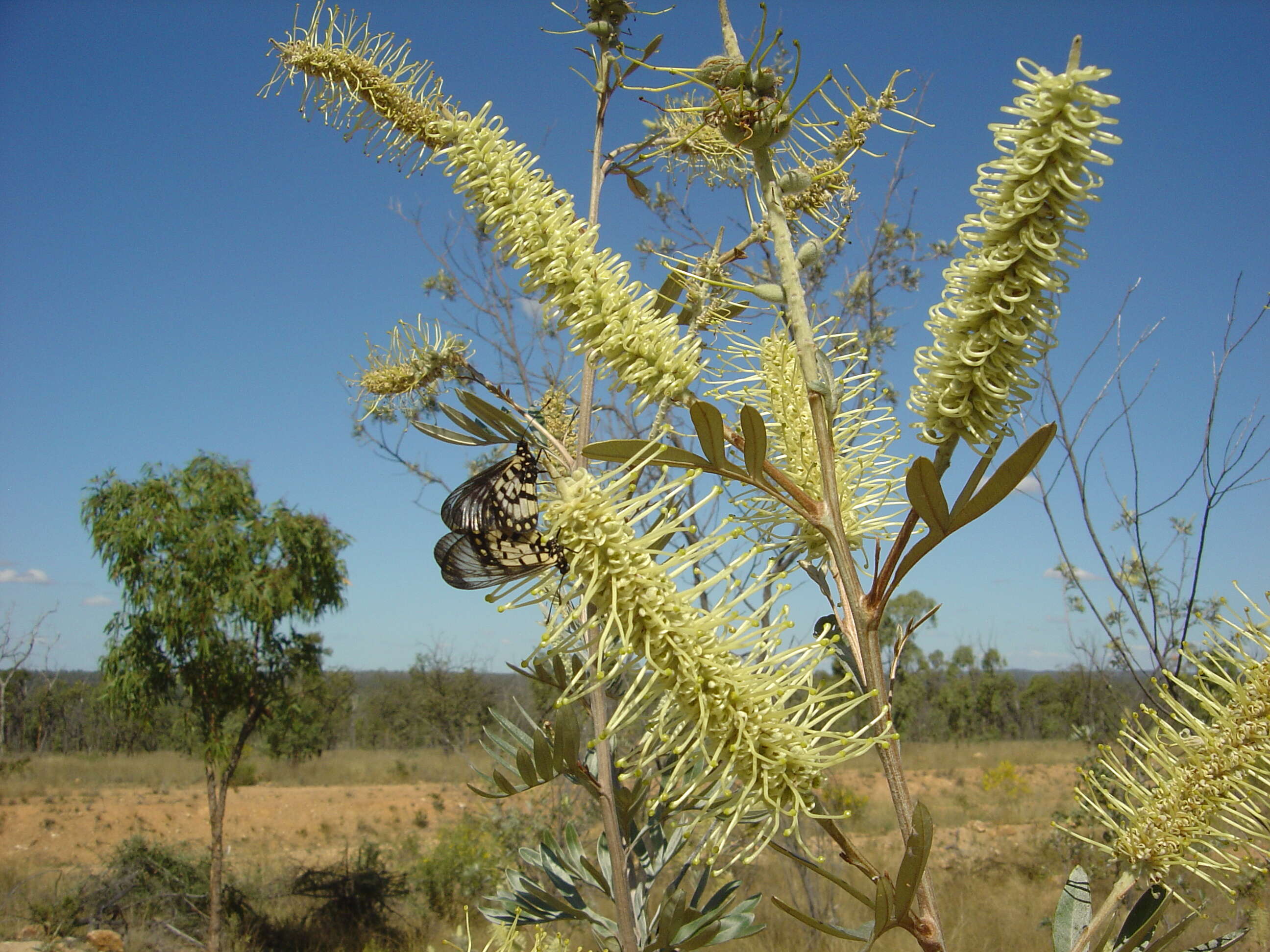 Imagem de Grevillea sessilis C. T. White & Francis