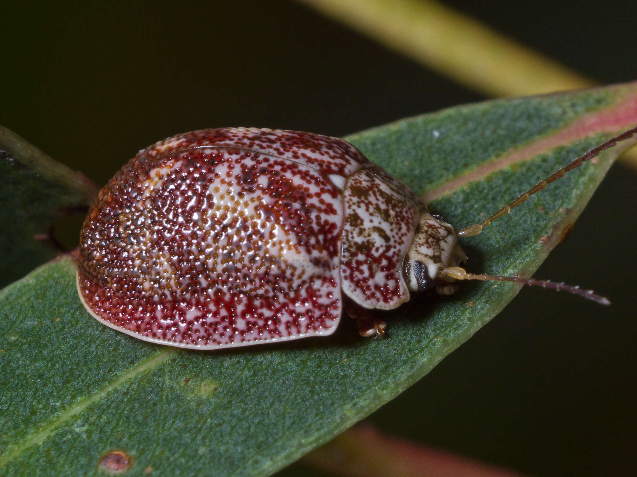 Paropsis charybdis的圖片