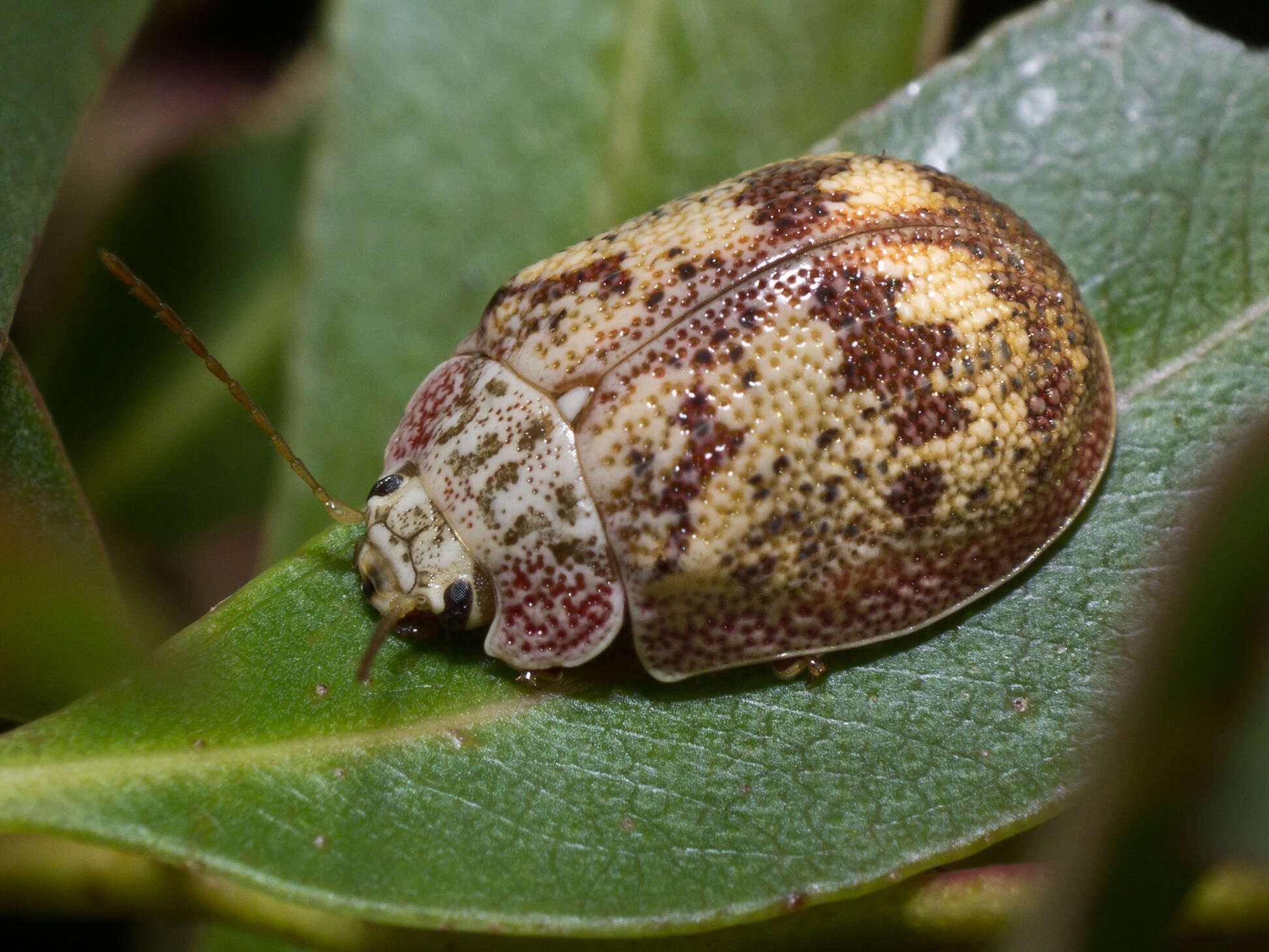 Paropsis charybdis的圖片