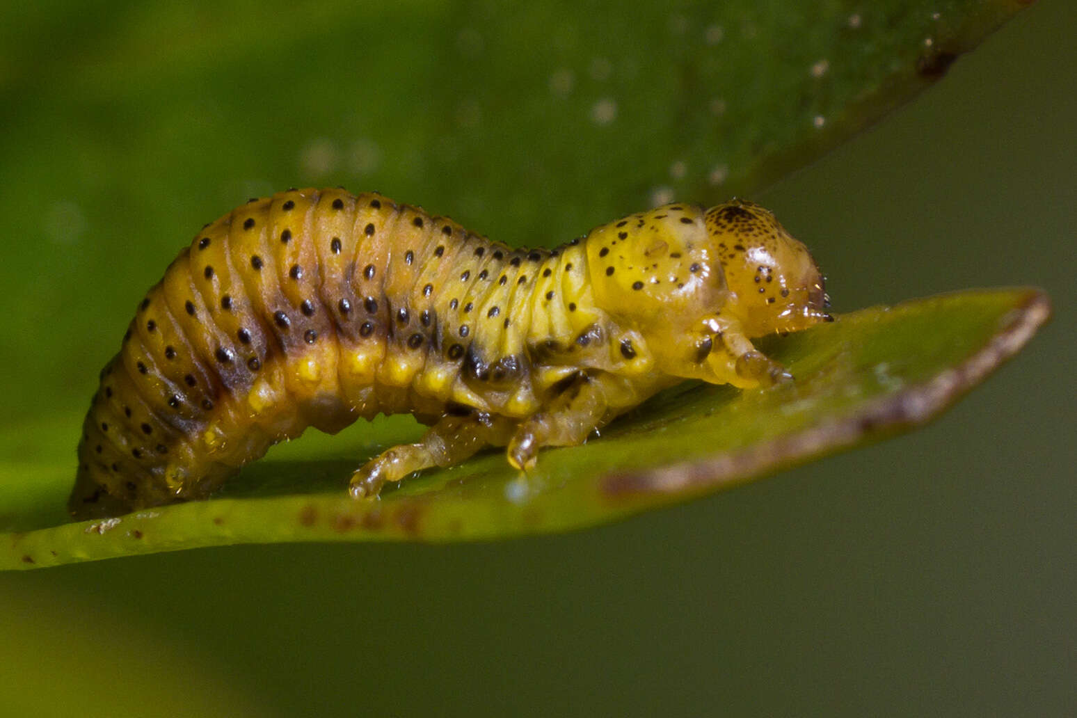 Paropsis charybdis的圖片