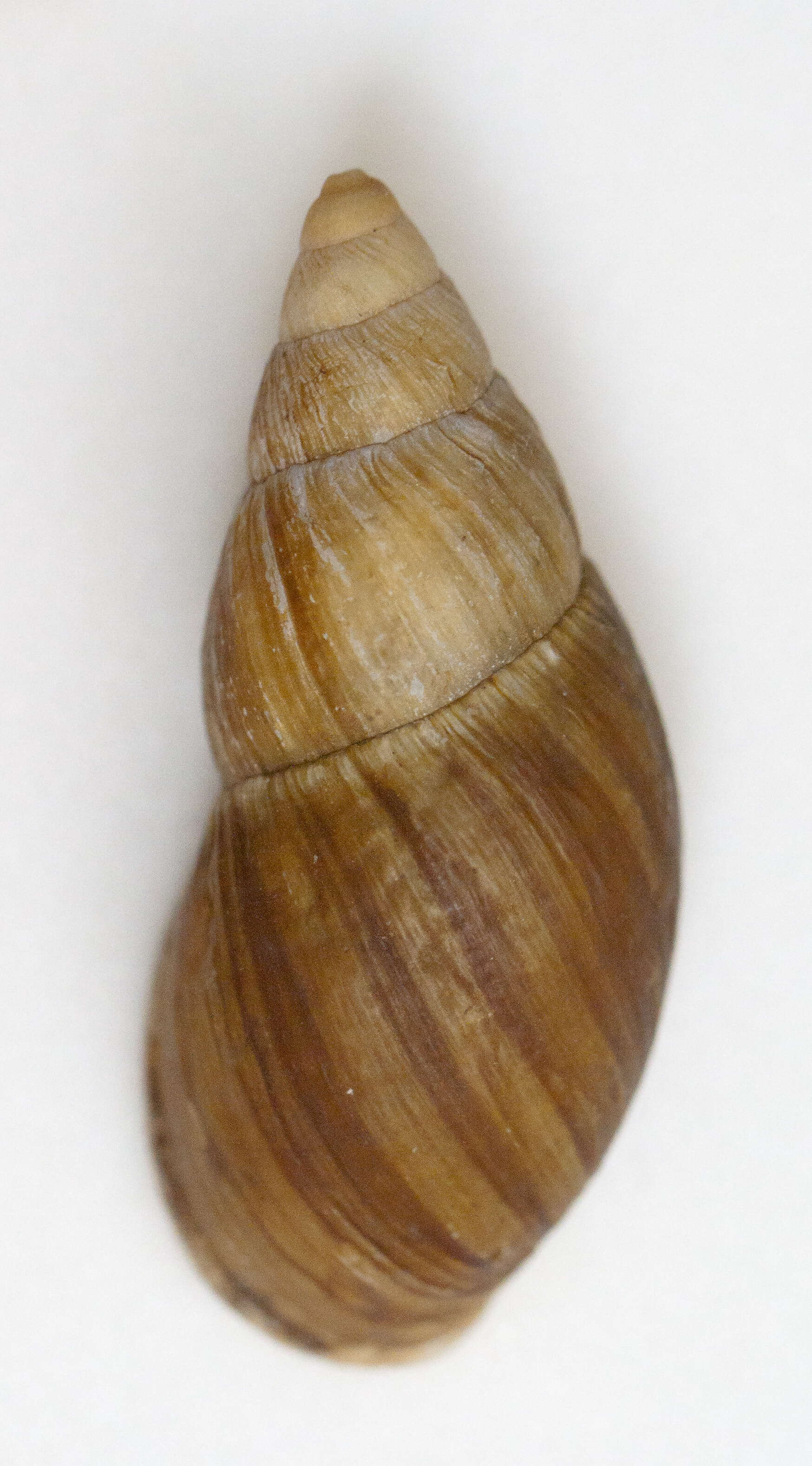 Image of Lord Howe Island land snail