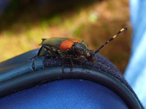 Image of Red-shouldered Pine Borer