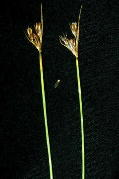 Juncus drummondii E. Mey. resmi