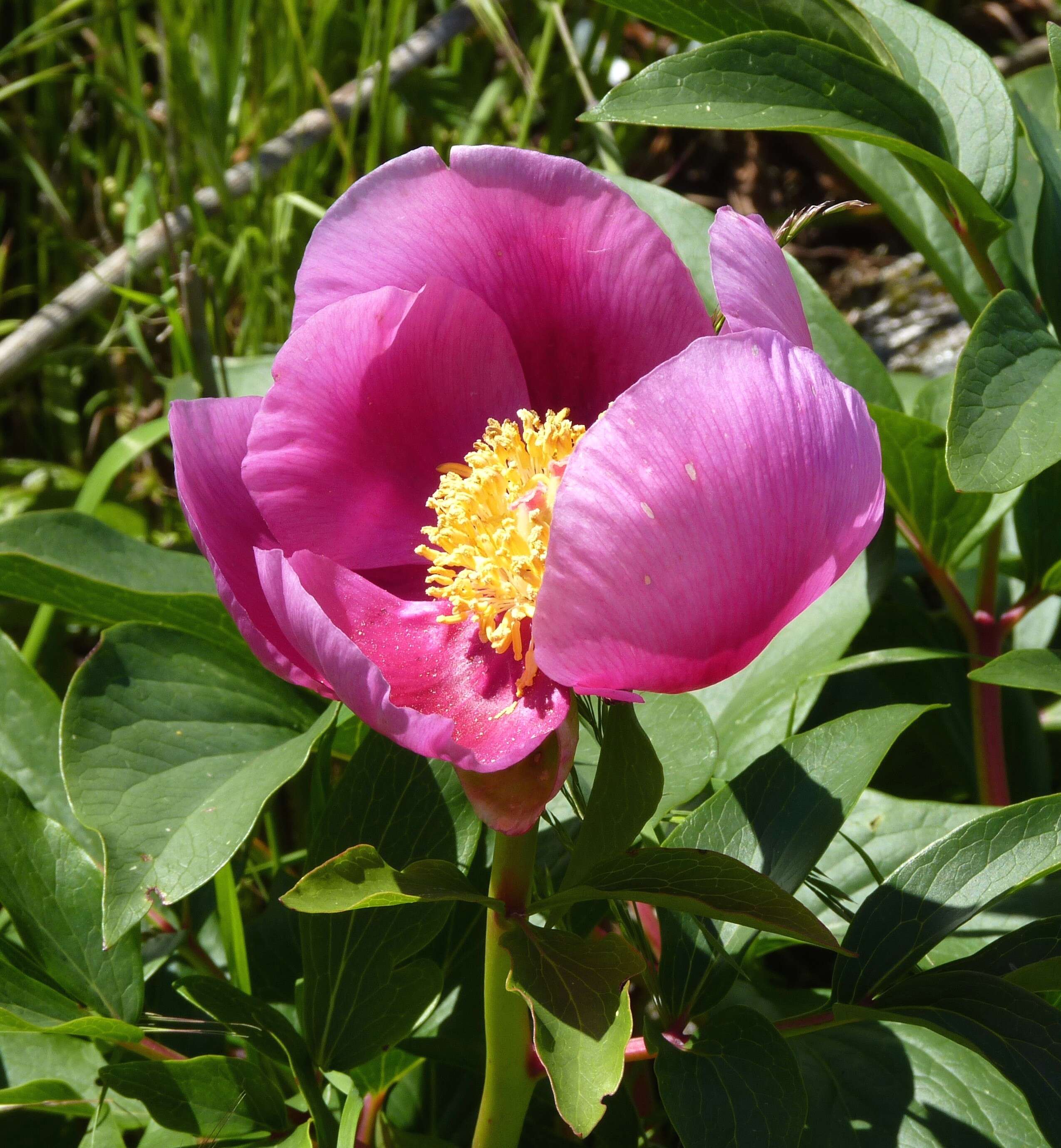 Image of Paeonia broteri