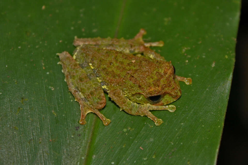 Image of Everett's Tree Frog