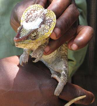 Image of Short-horned Chameleon