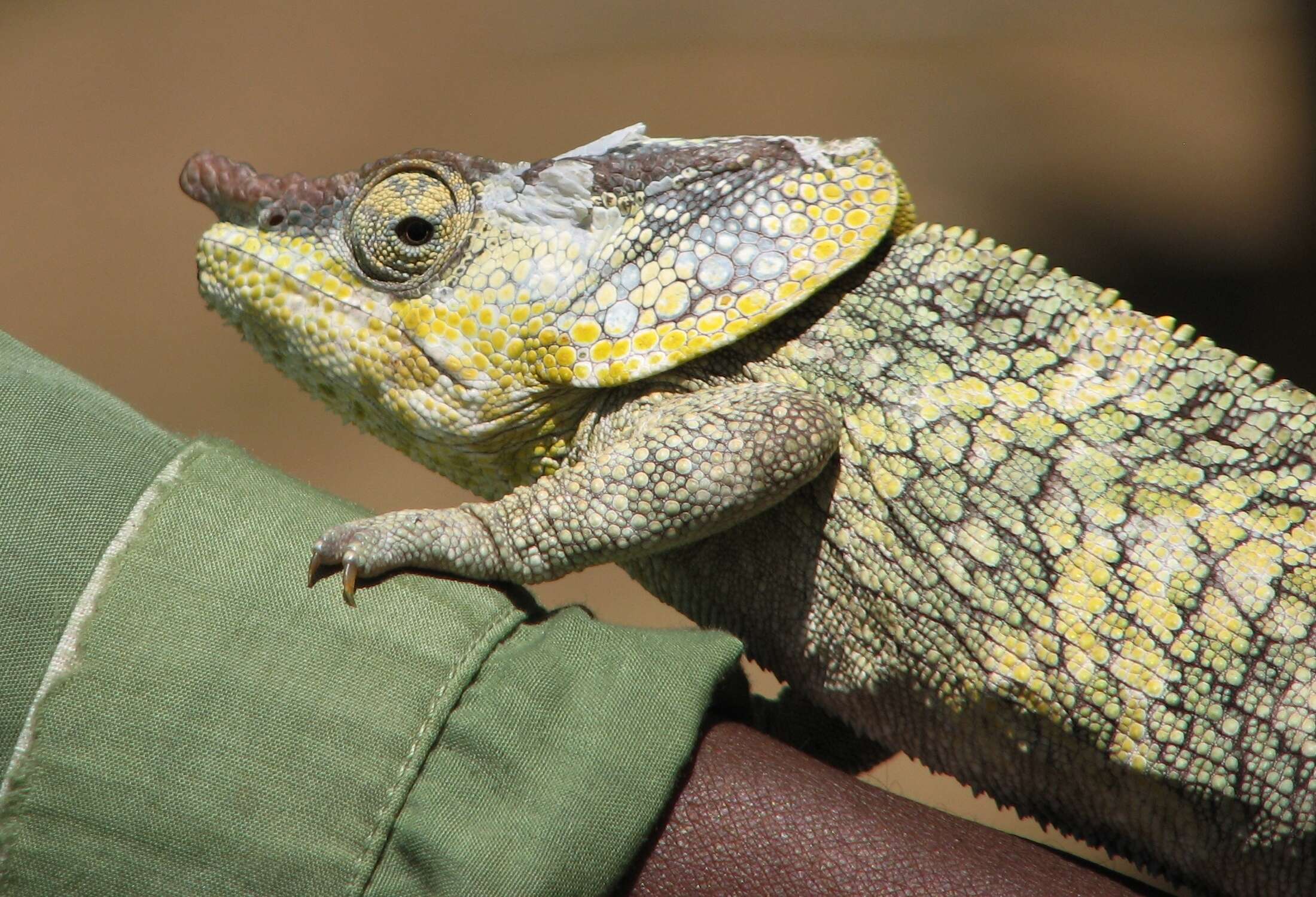 Image of Short-horned Chameleon