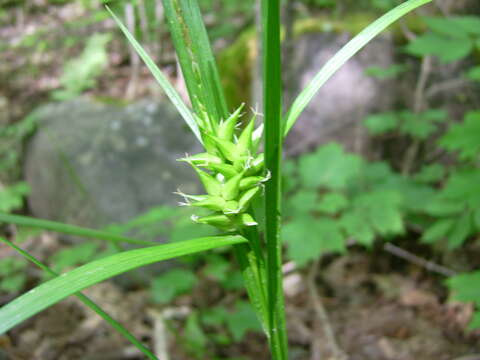 Image of Greater bladder sedge