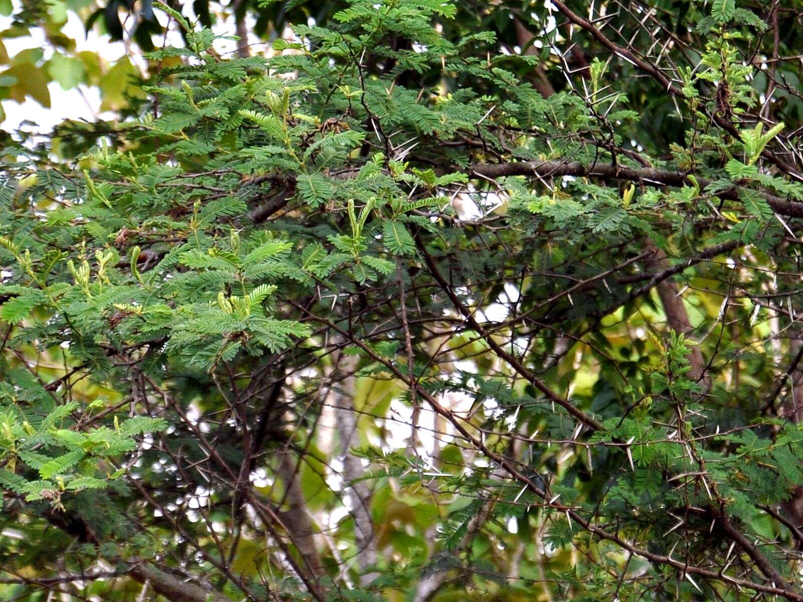 Plancia ëd Vachellia tomentosa (Rottler) Maslin, Seigler & Ebinger