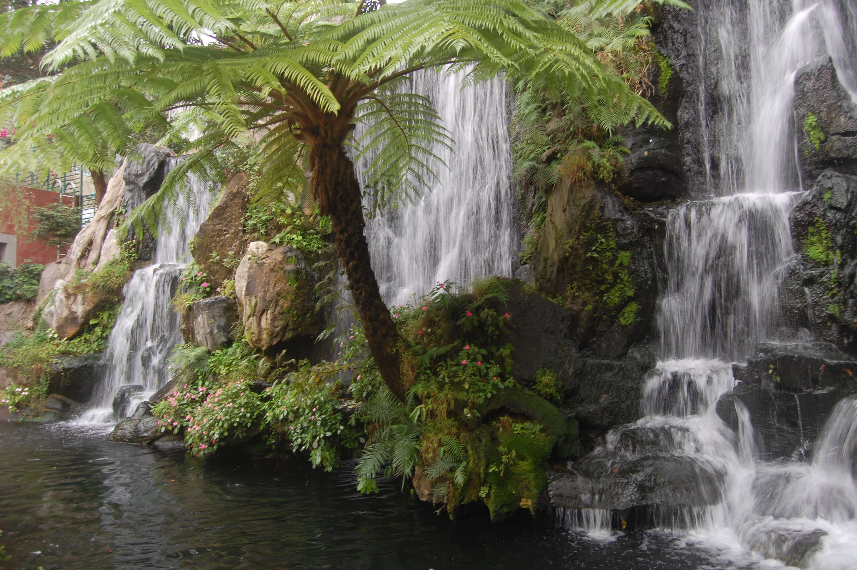 Image of Tree Fern Flying Spider-monkey