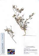 صورة Astragalus albens Greene